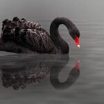 Why do “black swans” appear in the market?