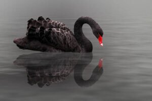 Why do “black swans” appear in the market?